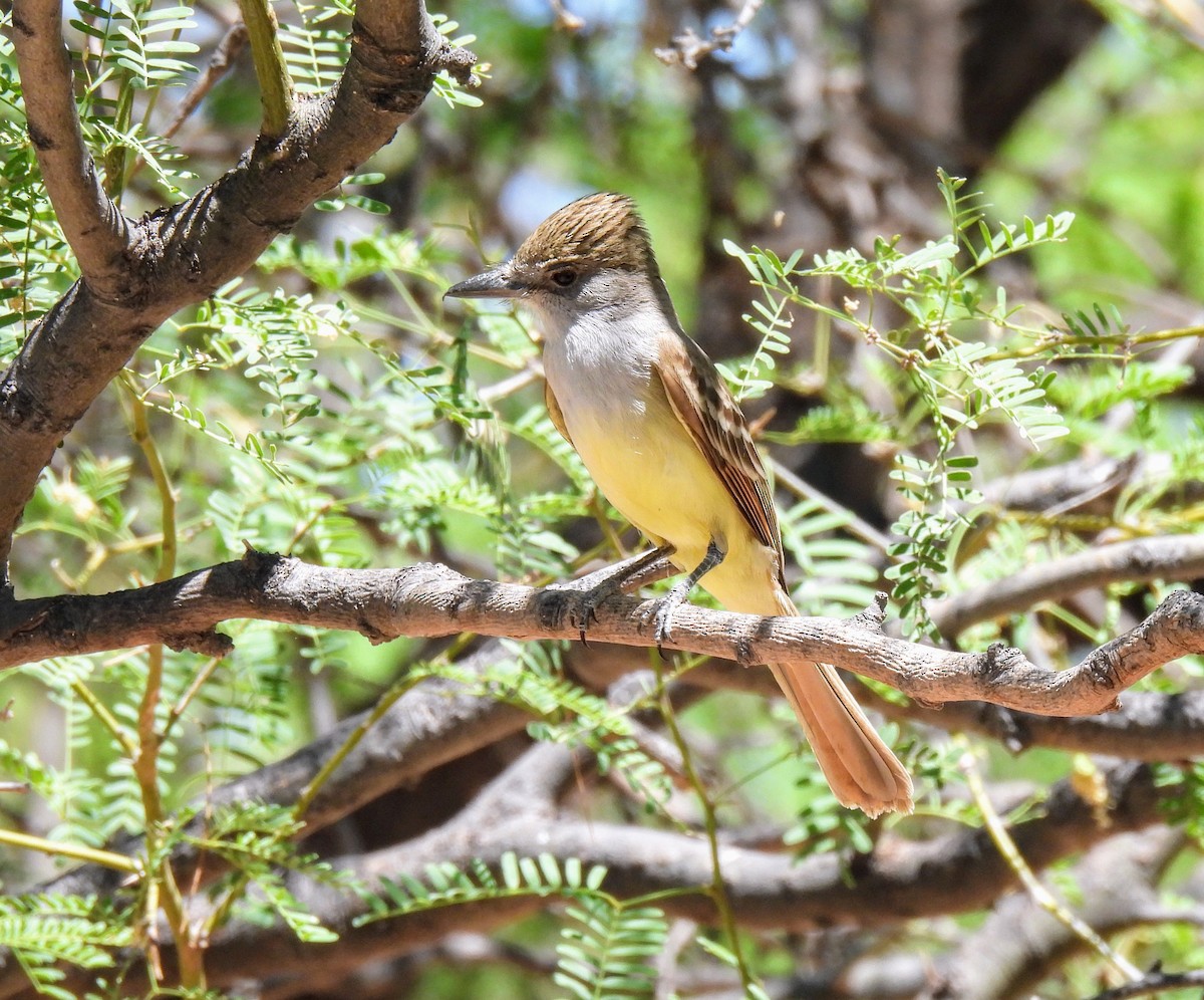 Brown-crested Flycatcher - Mary Tannehill