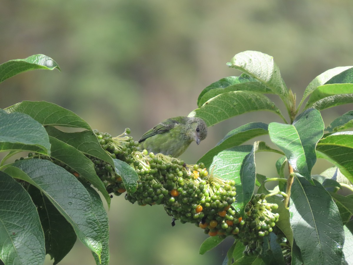 Black-capped Tanager - Cristian Cufiño