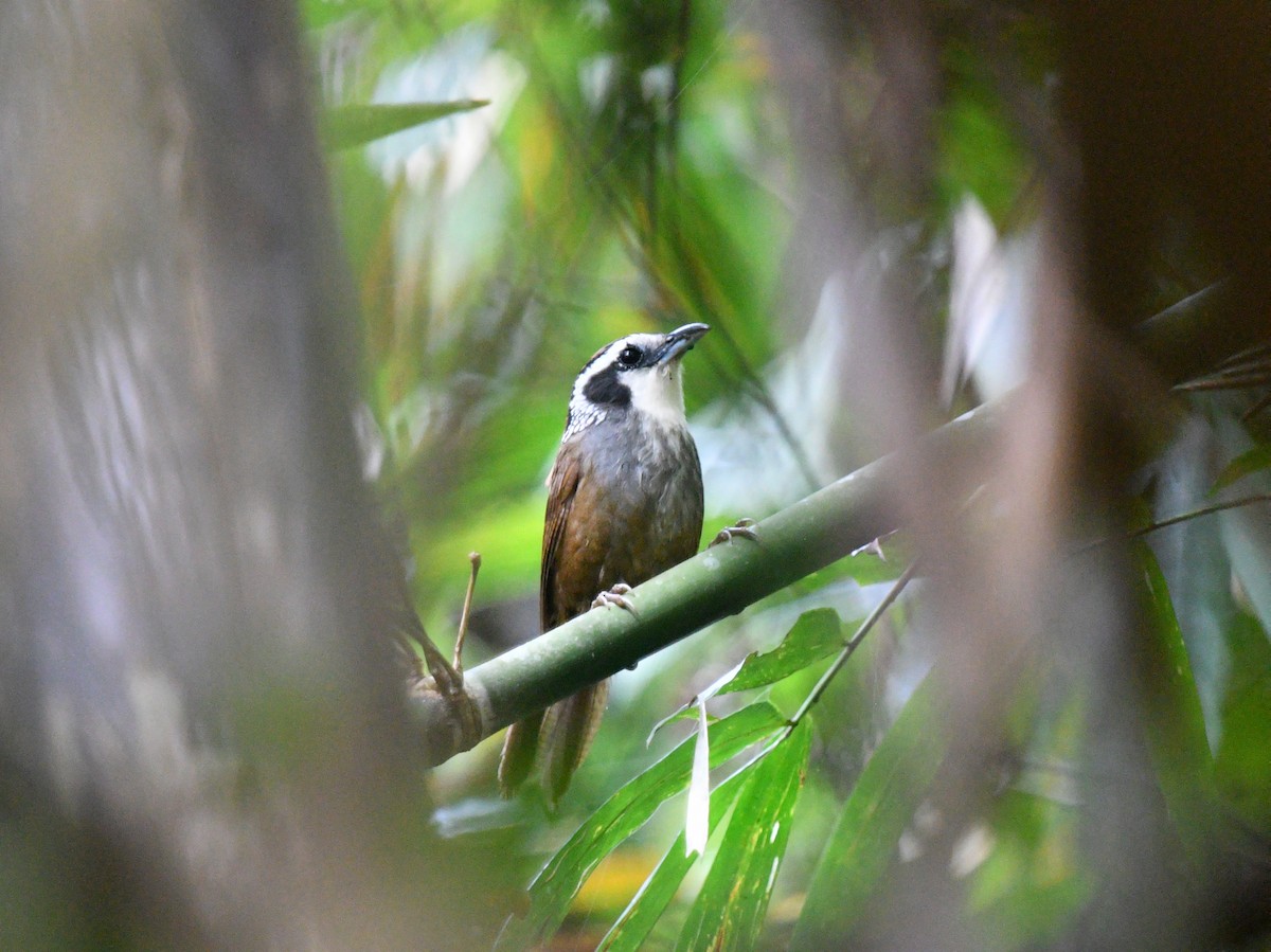 Snowy-throated Babbler - ML619468873