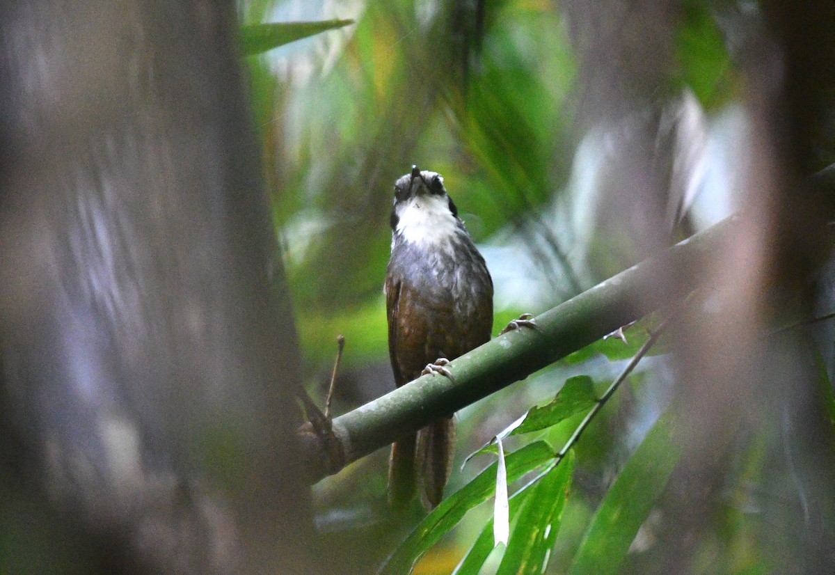 Snowy-throated Babbler - ML619468874