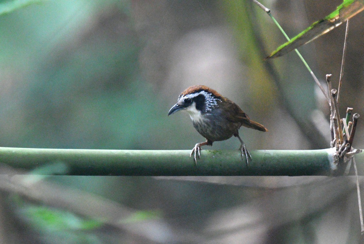 Snowy-throated Babbler - ML619468875