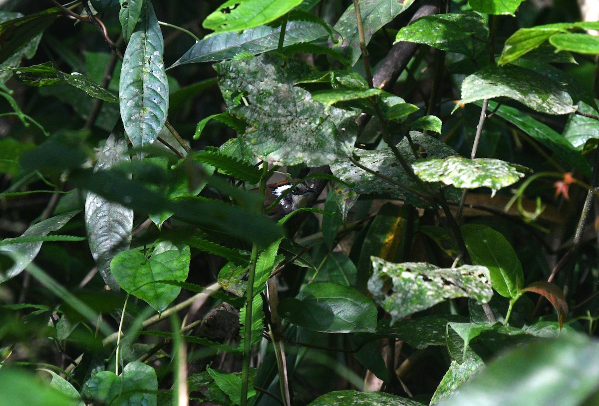 Snowy-throated Babbler - ML619468876