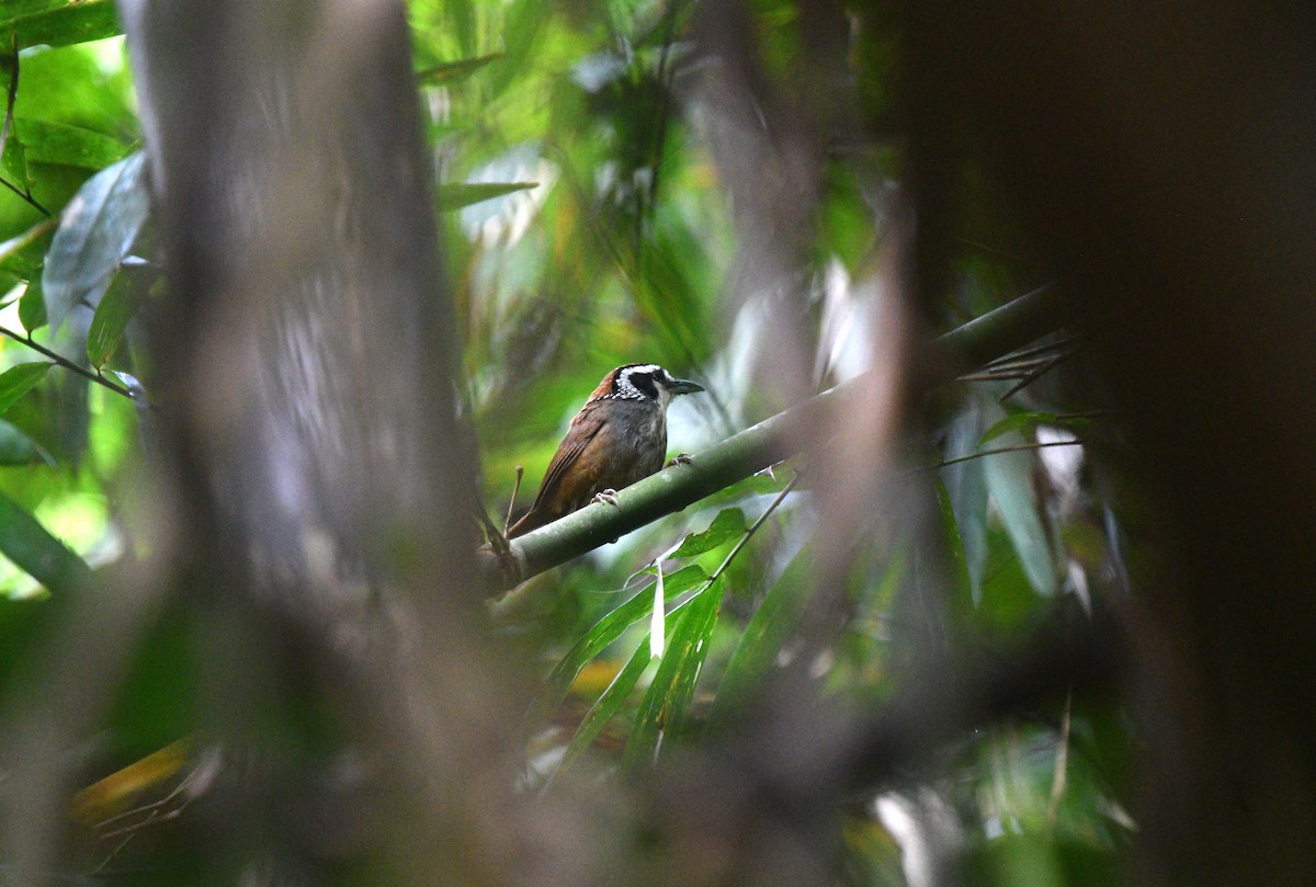 Snowy-throated Babbler - ML619468877