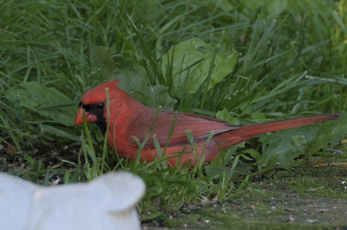 Northern Cardinal - Robert Howard