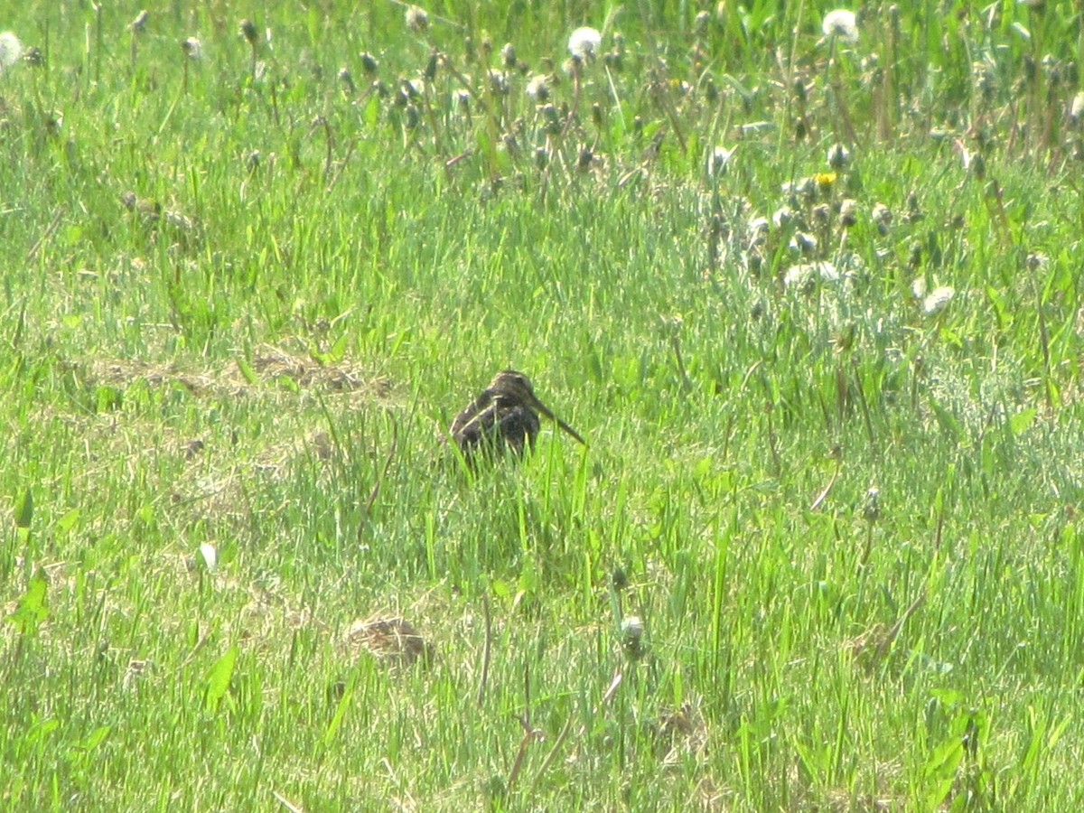 Wilson's Snipe - Barbara Taylor