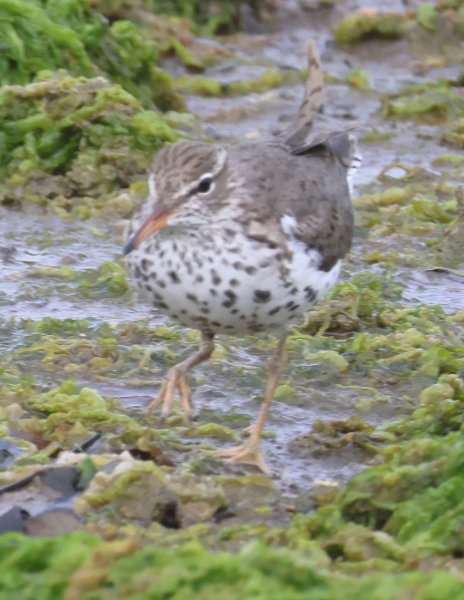 Spotted Sandpiper - Jim Parker