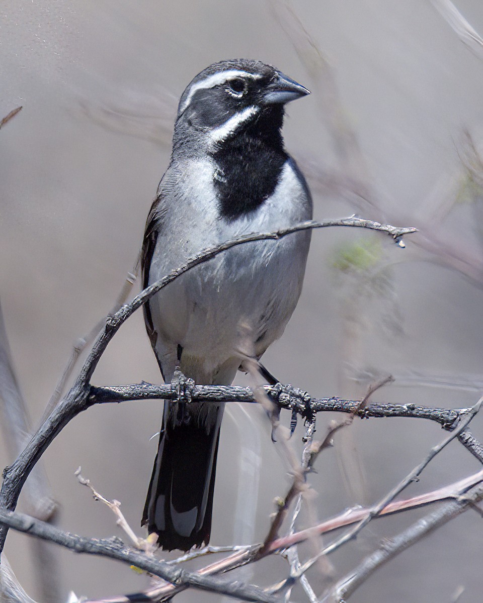Black-throated Sparrow - Jonathan Dowell