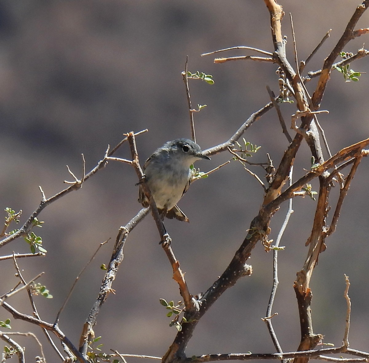 Black-tailed Gnatcatcher - Mary Tannehill