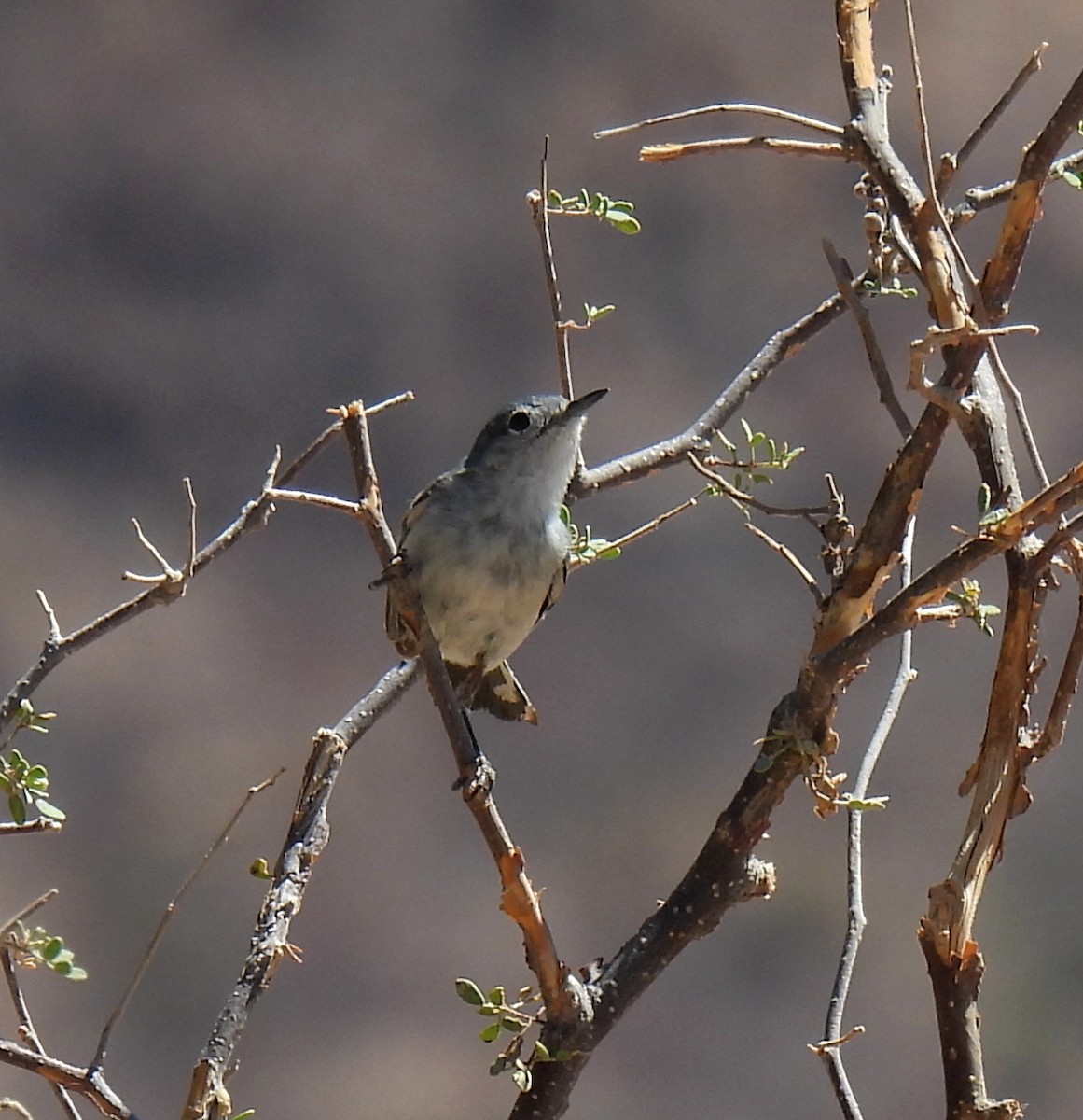 Black-tailed Gnatcatcher - Mary Tannehill