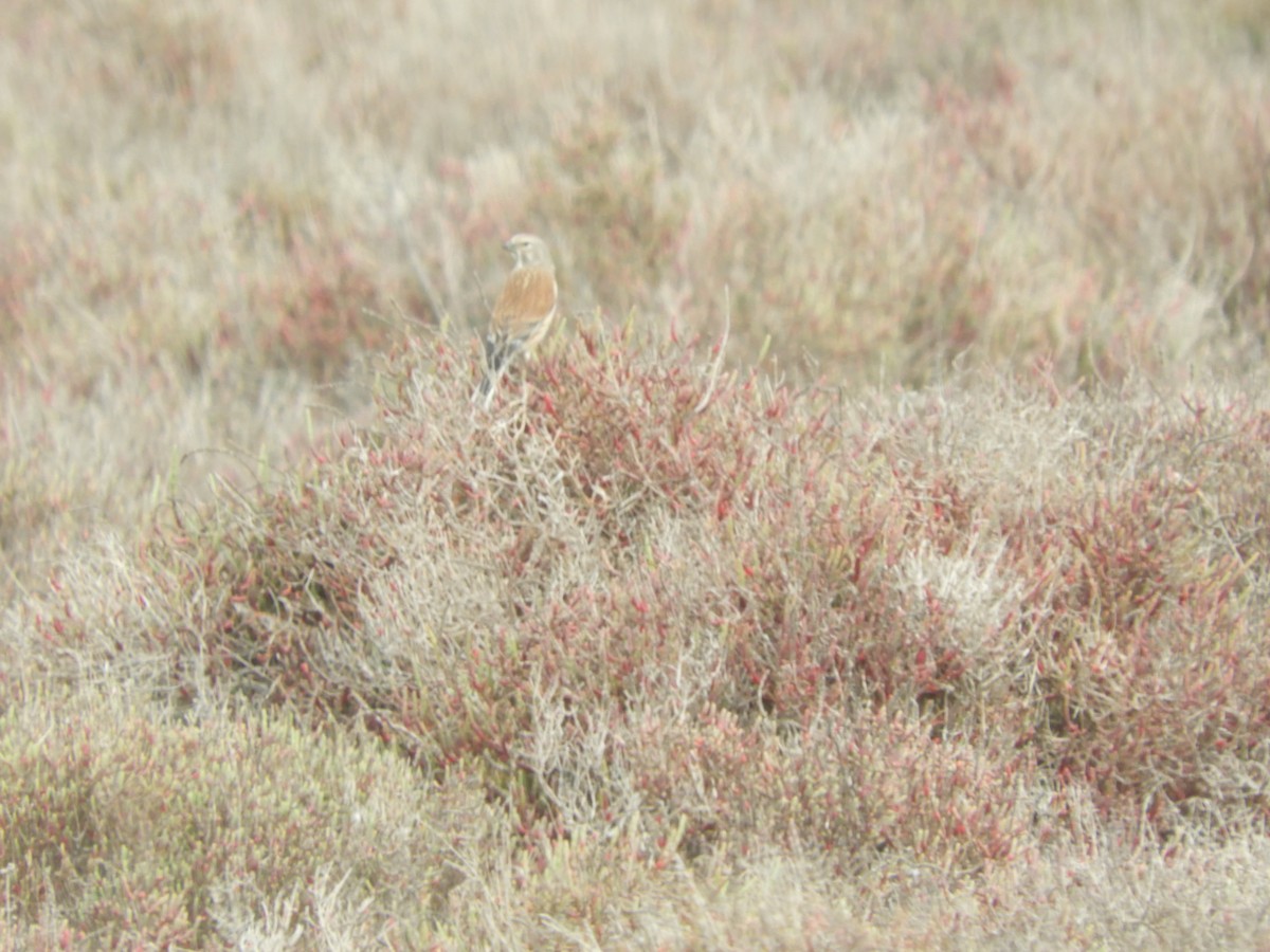 Eurasian Linnet - Mac  McCall