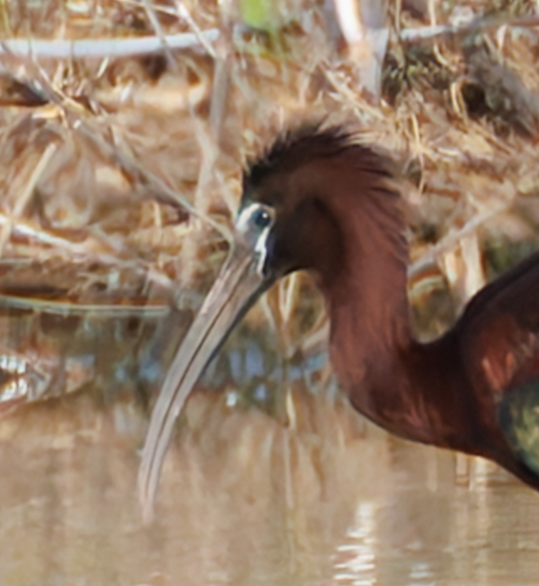 Glossy Ibis - Jim Malone