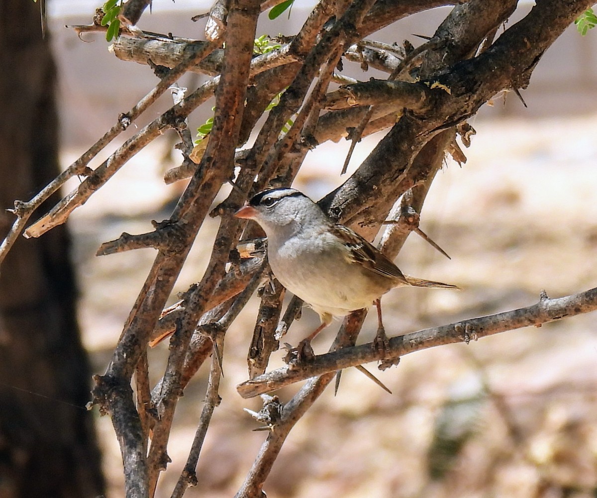 White-crowned Sparrow - Mary Tannehill