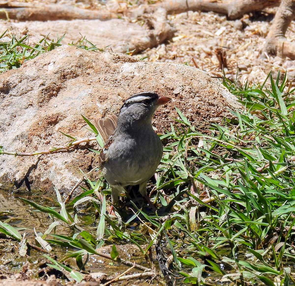 White-crowned Sparrow - ML619468901