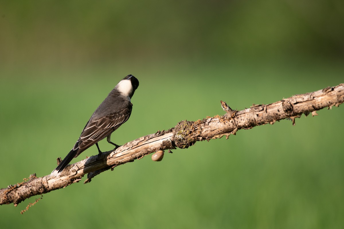 Eastern Kingbird - Philippe Hénault