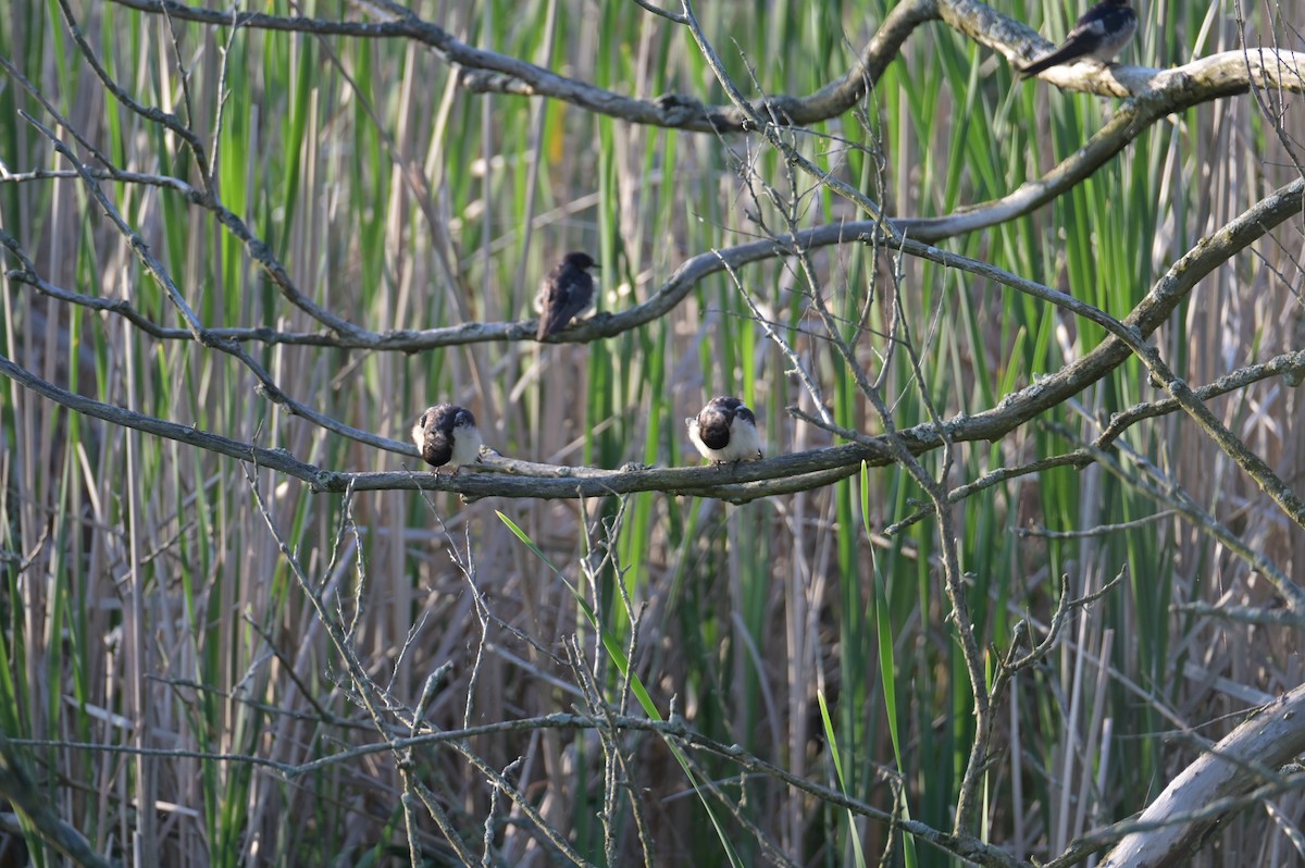 Barn Swallow - Nicolle and H-Boon Lee