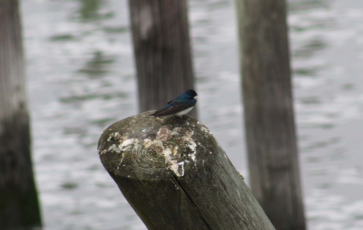 Tree Swallow - Deborah  Hansen