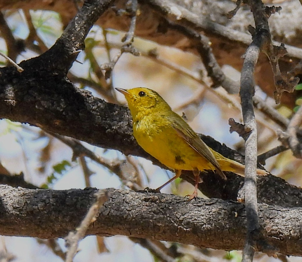 Wilson's Warbler - Mary Tannehill