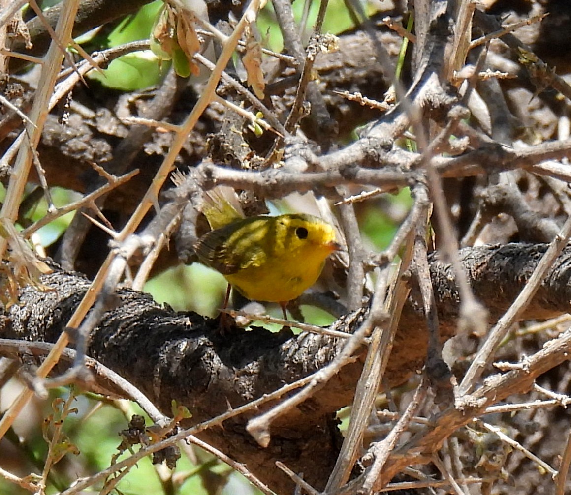 Wilson's Warbler - Mary Tannehill