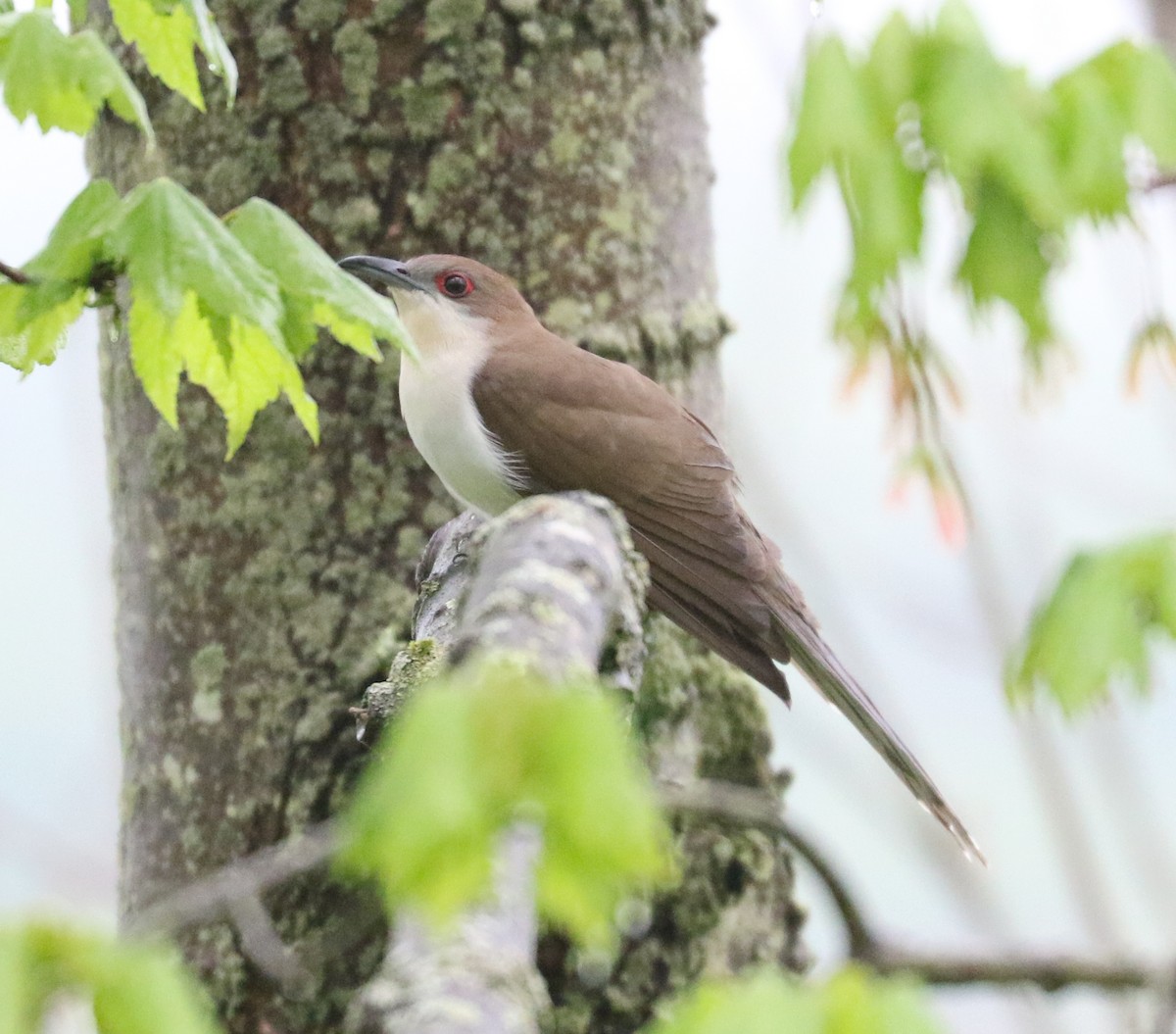 Black-billed Cuckoo - Bobby Brown