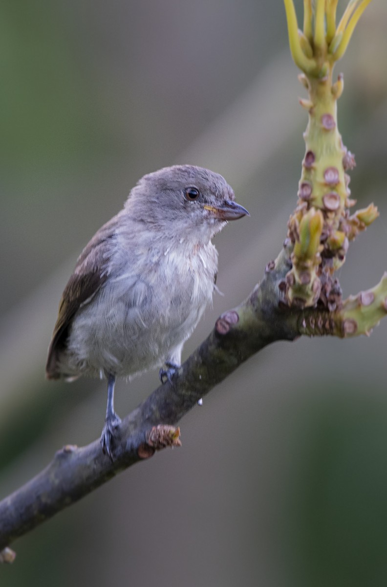 Thick-billed Flowerpecker - Fareed Mohmed