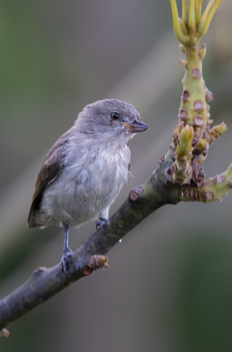 Thick-billed Flowerpecker - ML619468917