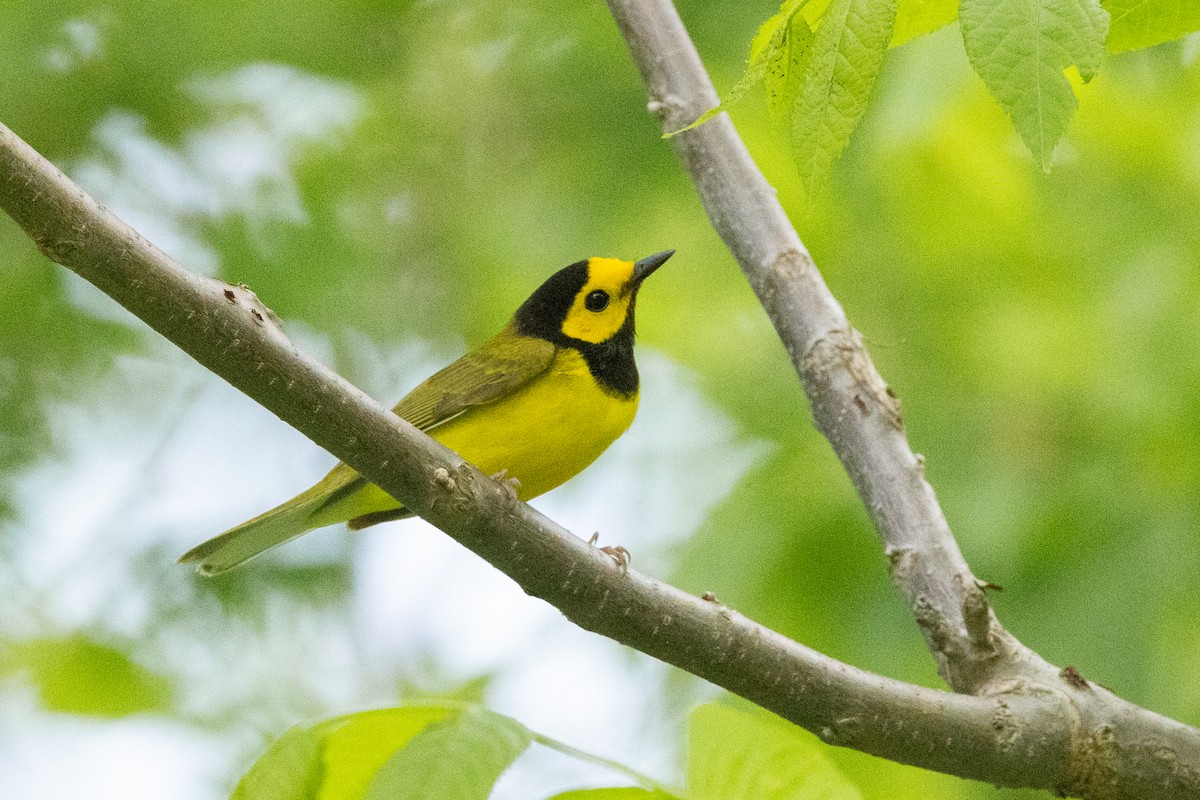 Hooded Warbler - Sean Williams