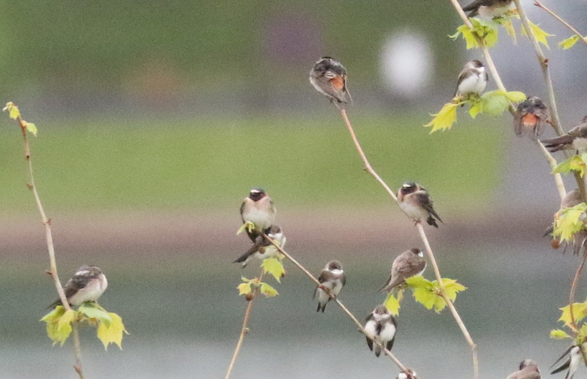 Cliff Swallow - Bobby Brown