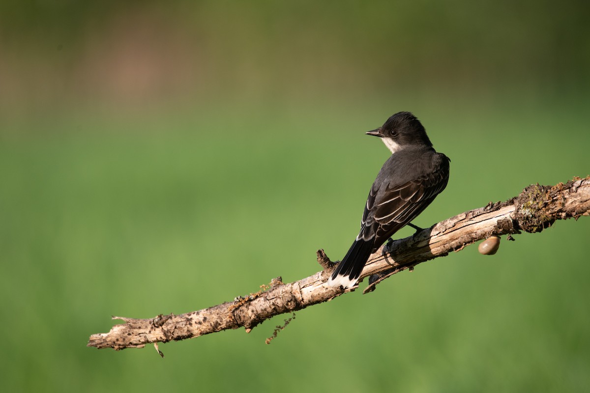 Eastern Kingbird - Philippe Hénault