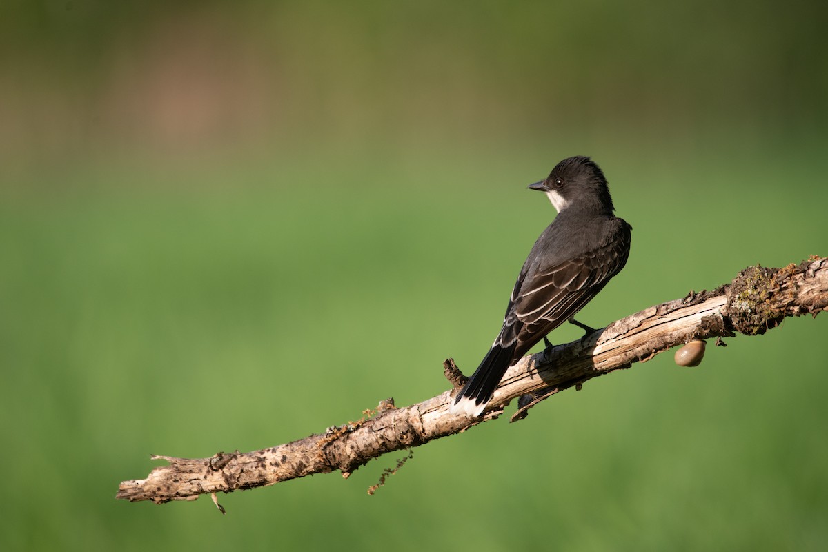 Eastern Kingbird - Philippe Hénault