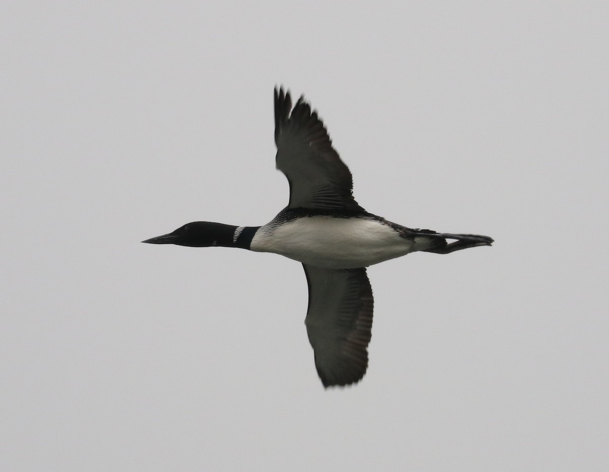 Common Loon - Bobby Brown