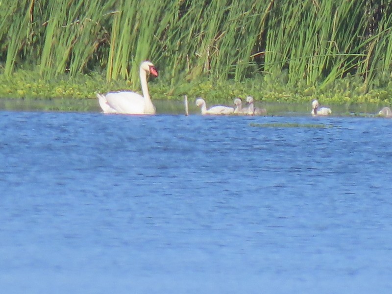 Mute Swan - ML619468929