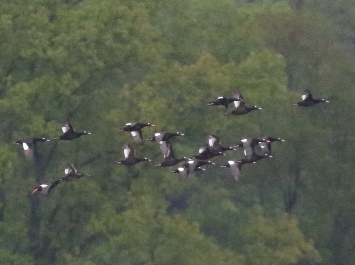 White-winged Scoter - Bobby Brown