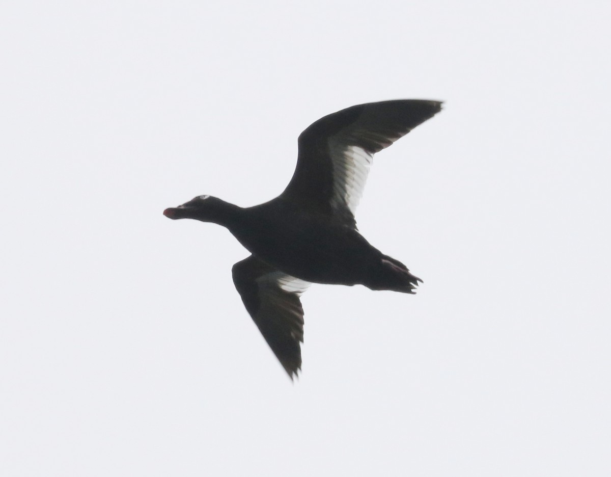 White-winged Scoter - Bobby Brown