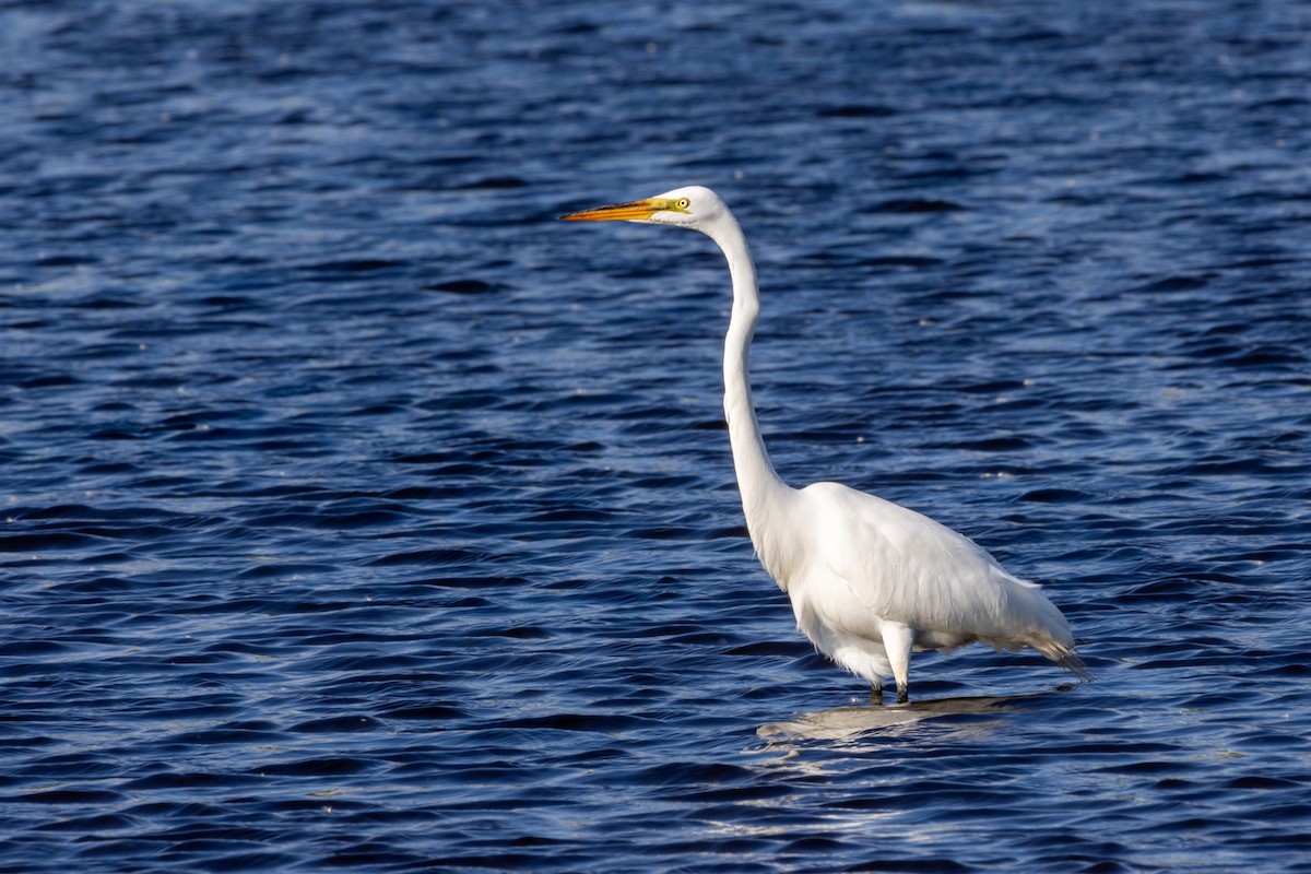 Great Egret - Steve Metzger