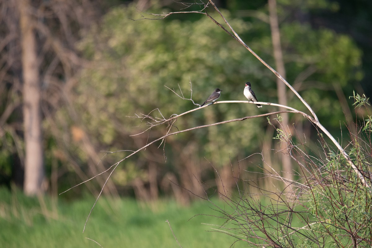 Eastern Kingbird - Philippe Hénault