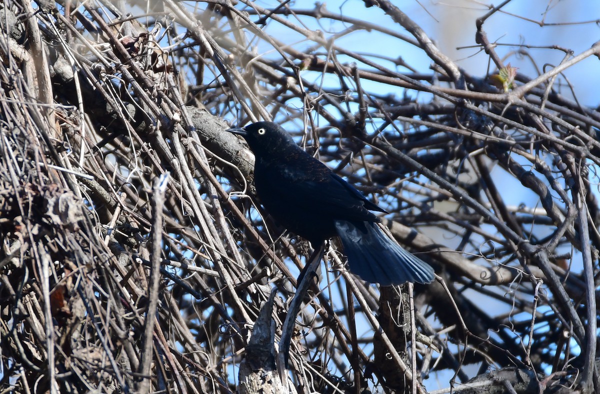 Rusty Blackbird - Chaiby Leiman