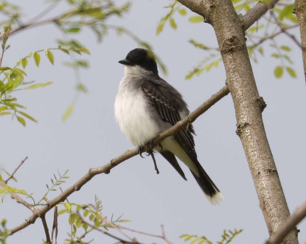 Eastern Kingbird - ML619468978