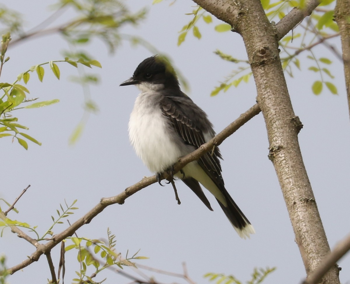 Eastern Kingbird - ML619468979