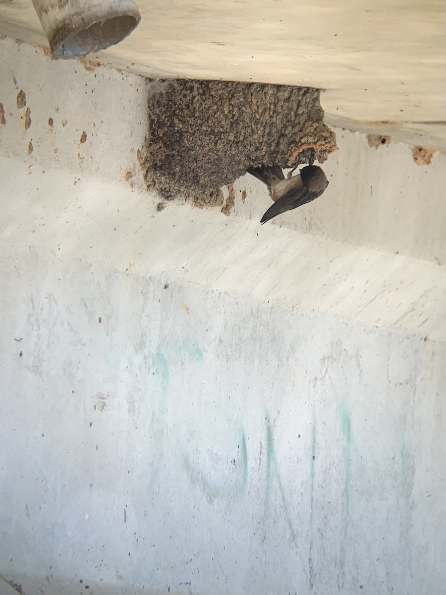 Cliff Swallow (pyrrhonota Group) - Alex Trifunovic