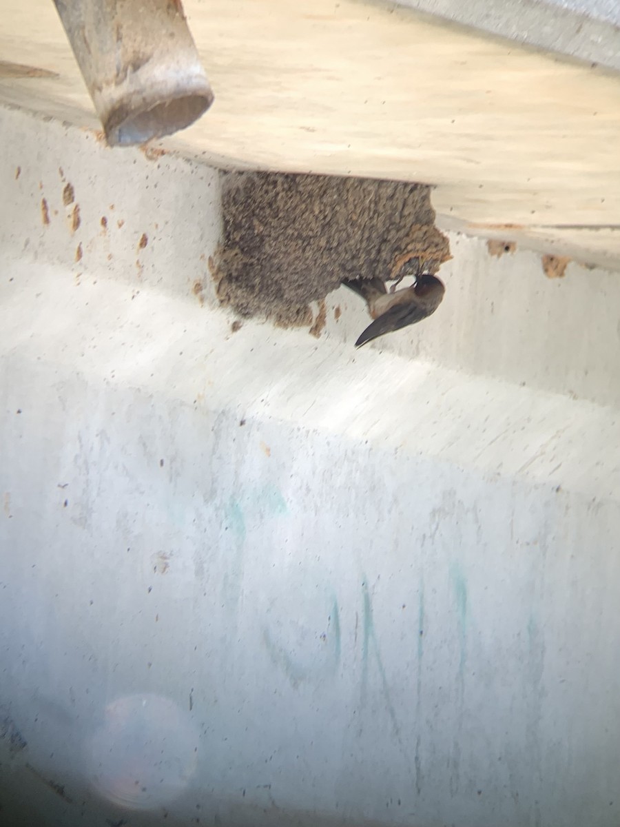 Cliff Swallow (pyrrhonota Group) - Alex Trifunovic