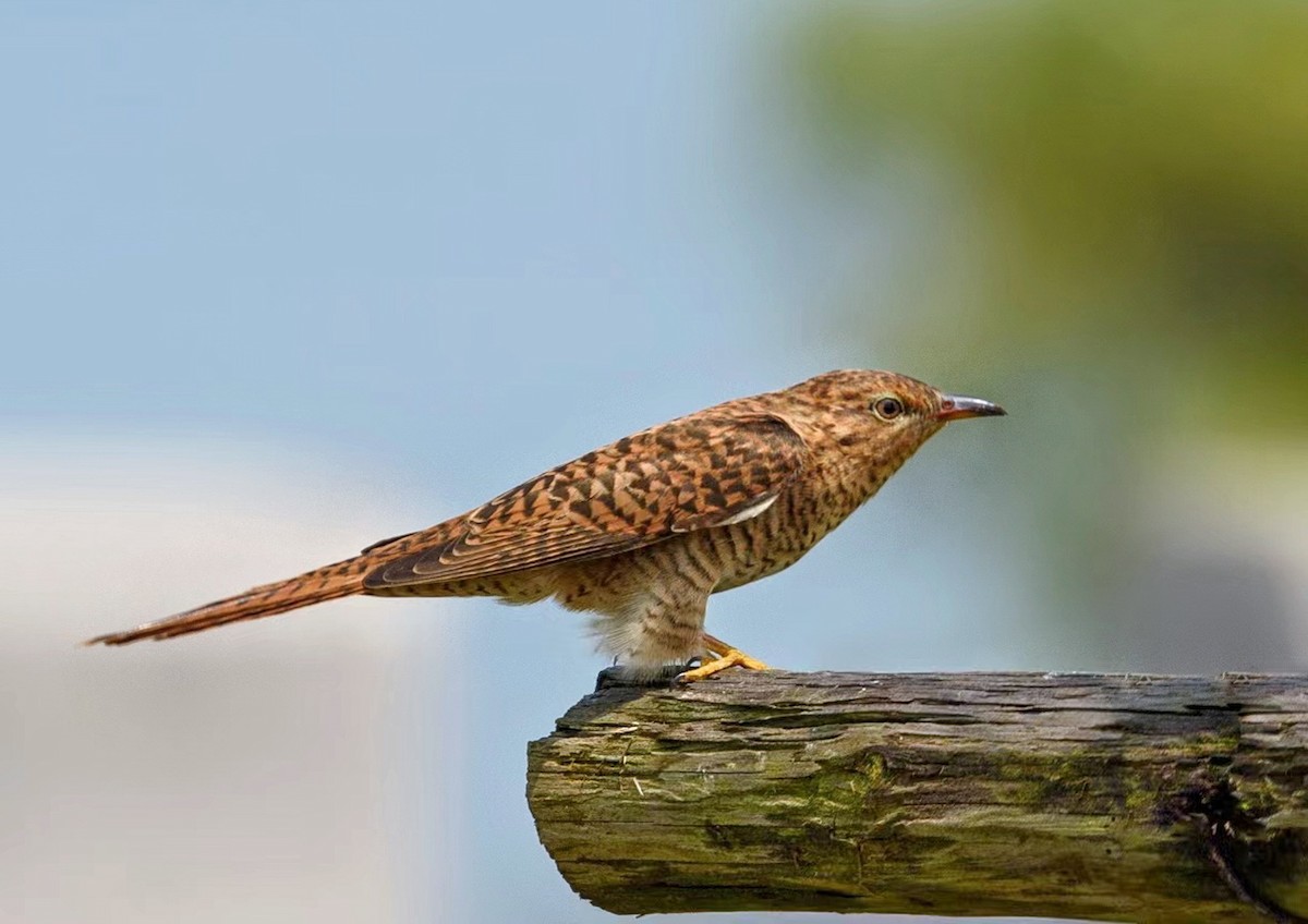 Plaintive Cuckoo - 浙江 重要鸟讯汇整