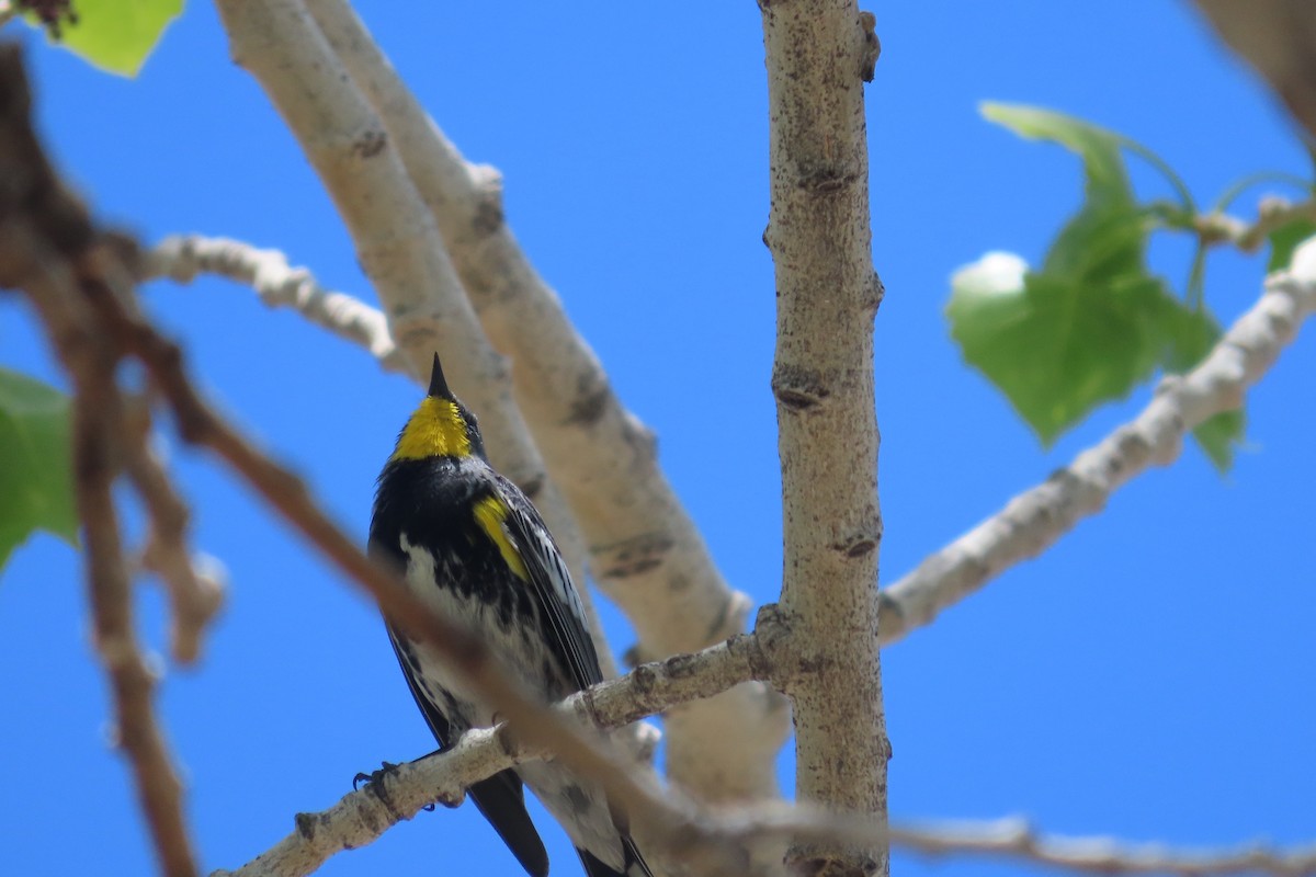 Yellow-rumped Warbler (Audubon's) - David Brinkman