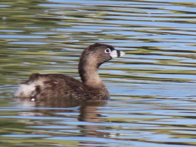 Pied-billed Grebe - ML619468989