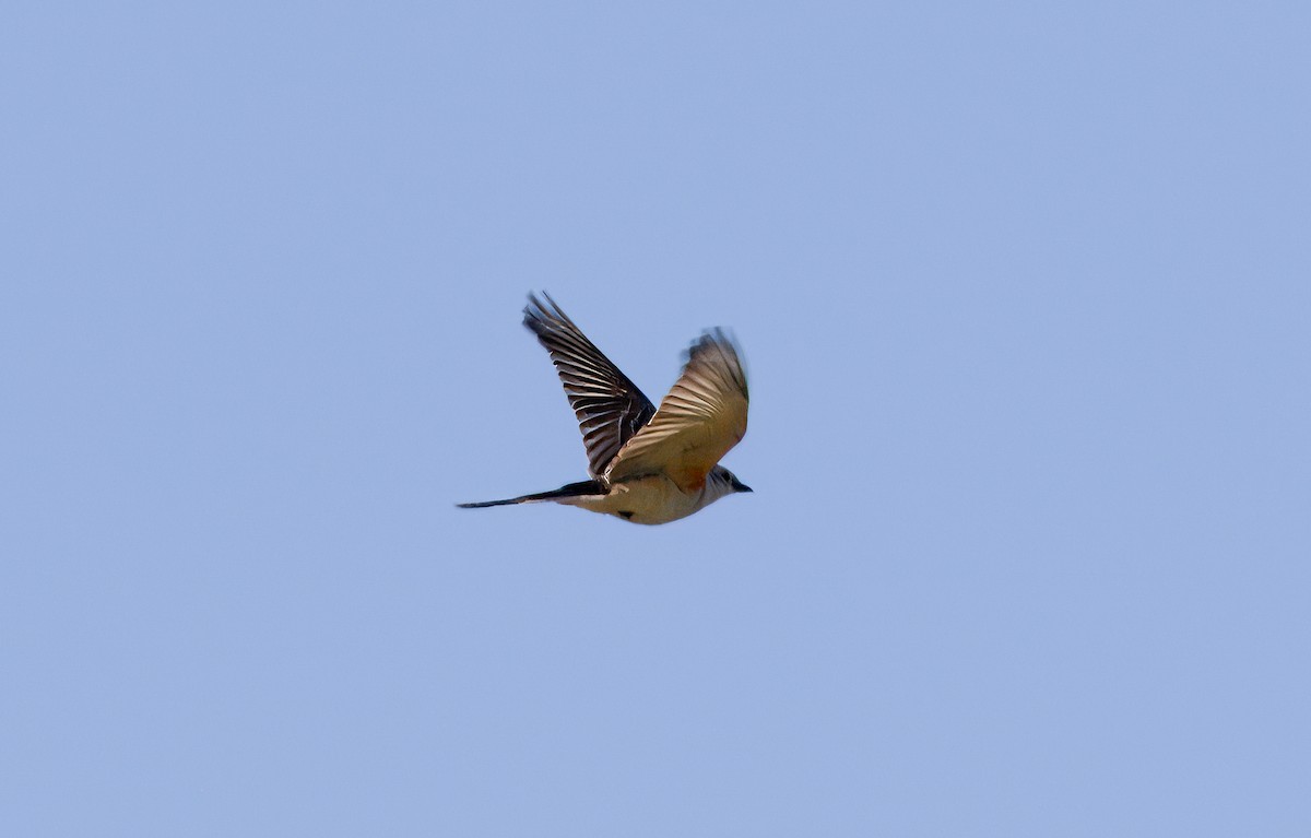 Scissor-tailed Flycatcher - Nick Pulcinella