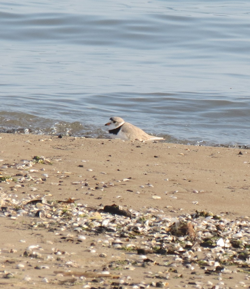 Piping Plover - David Antieau