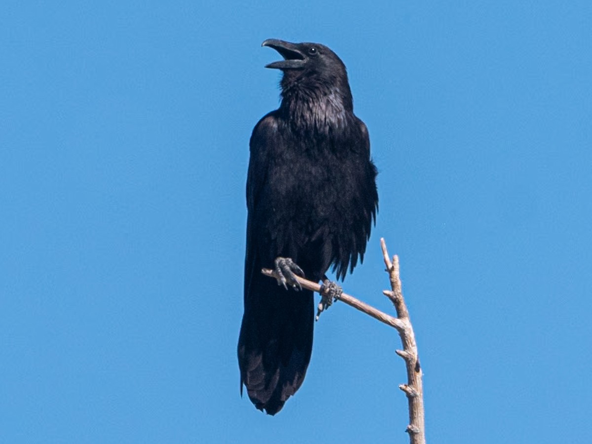 Common Raven - Kurt Buzard
