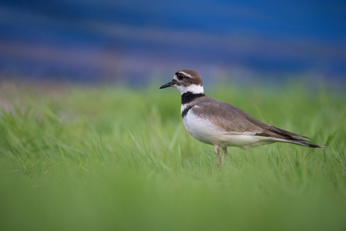 Killdeer - Philippe Hénault