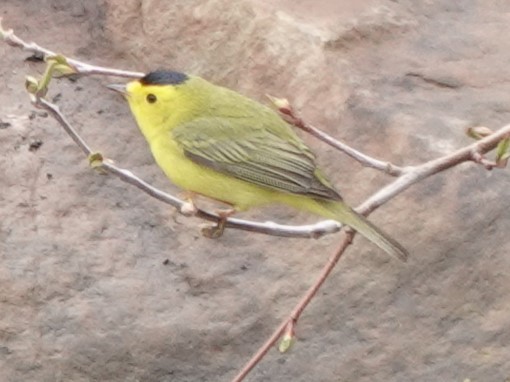 Wilson's Warbler - Mike Blancher