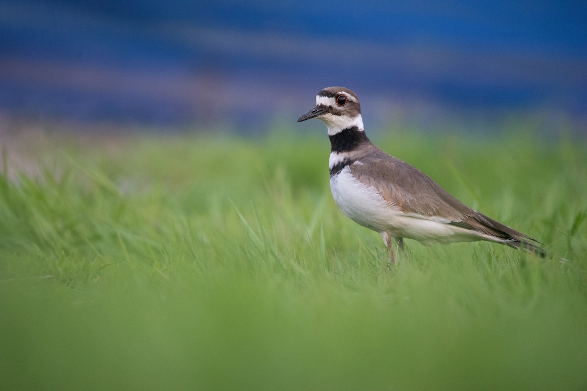 Killdeer - Philippe Hénault