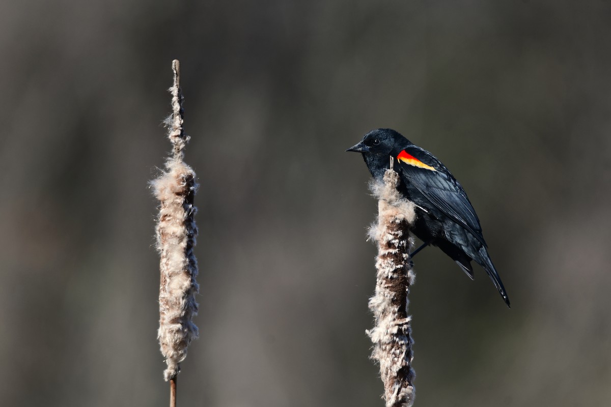 Red-winged Blackbird - Chaiby Leiman